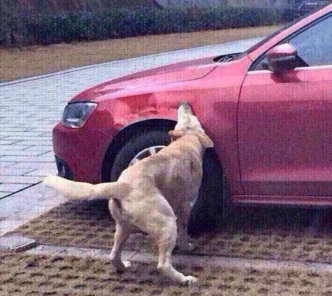 pies gryzie auto